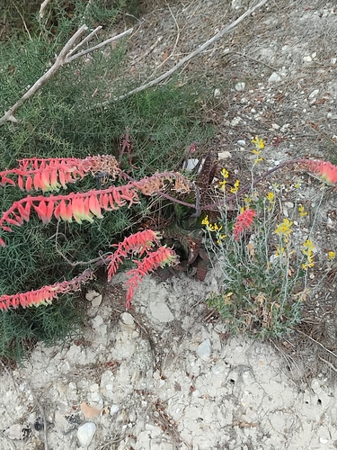 Foto de Gasteria