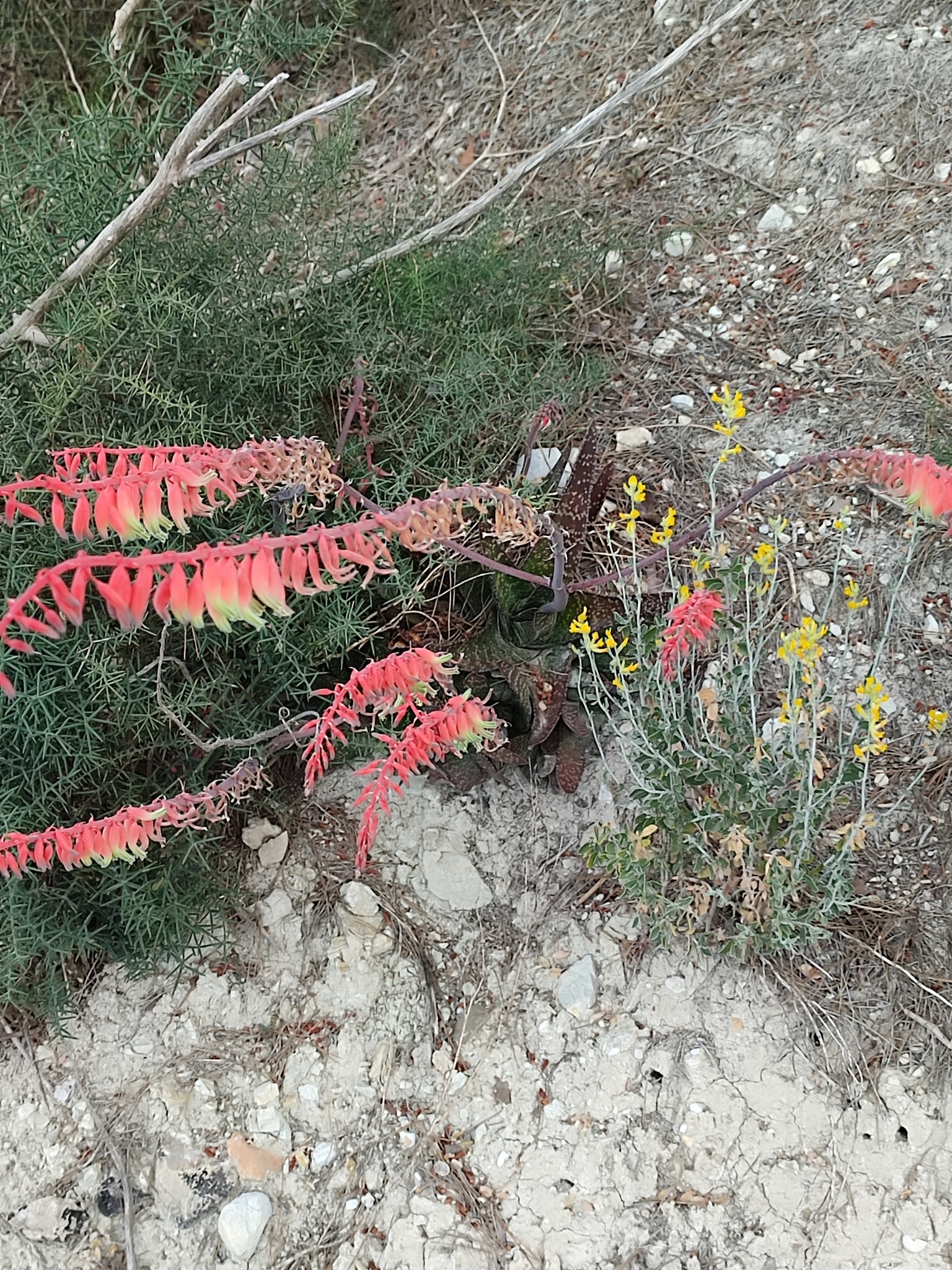 Imagem de Gasteria