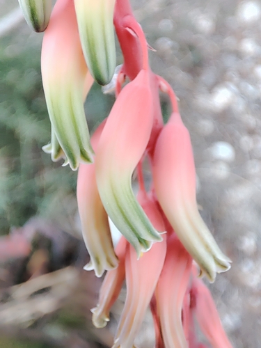 Foto de Gasteria