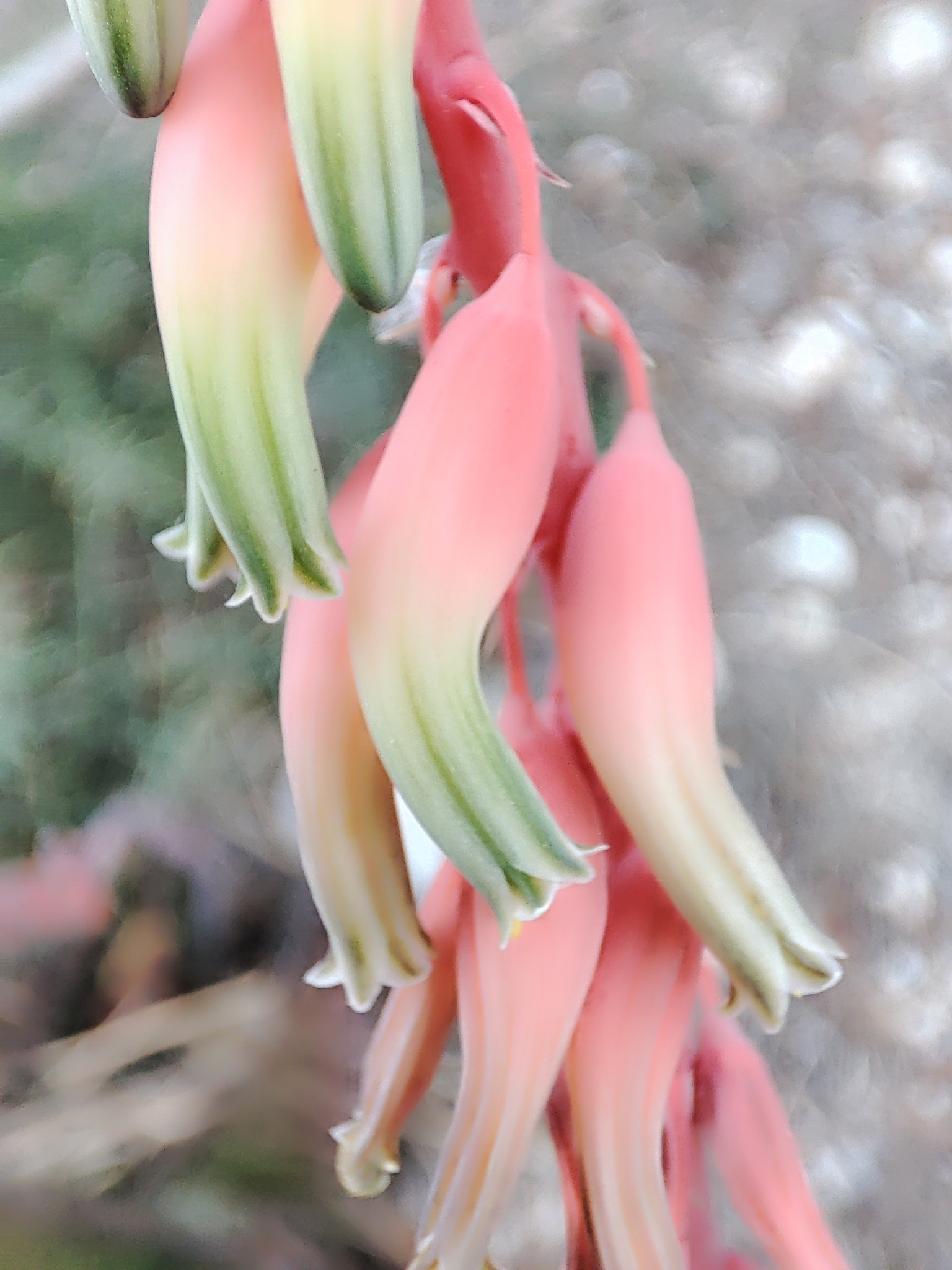 Imagem de Gasteria