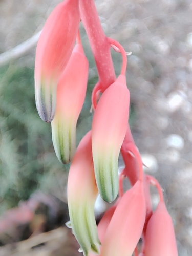 Foto de Gasteria