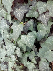 Hedera helix