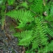 Parathelypteris beddomei - Photo (c) 眼子菜, some rights reserved (CC BY-NC), uploaded by 眼子菜