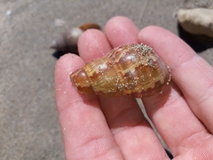 Phasianella australis