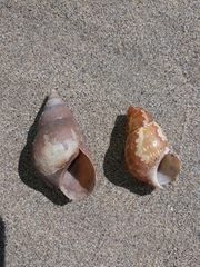 Phasianella australis