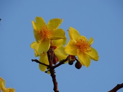 Cochlospermum religiosum