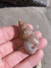 Phasianella australis