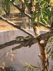 Lacerta trilineata polylepidota