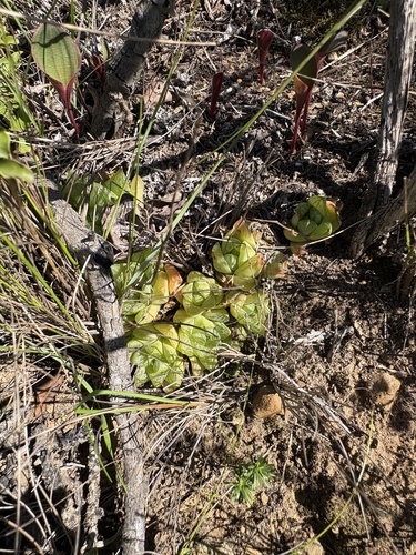 Haworthia turgida