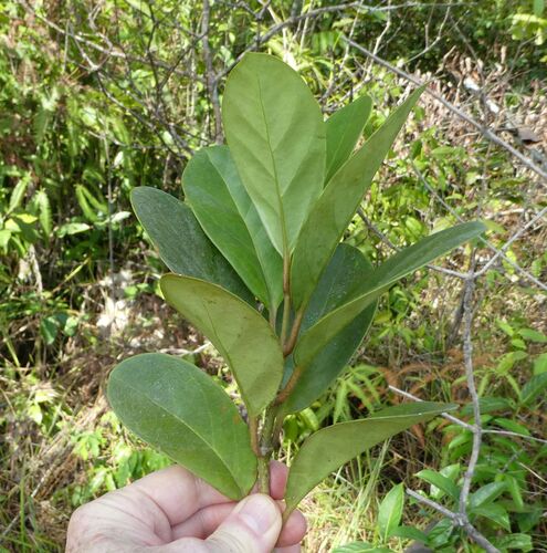 Grevea bosseri