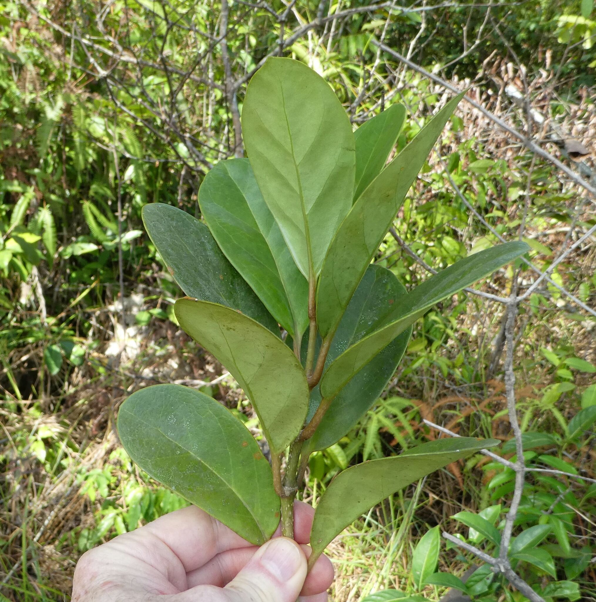 Grevea bosseri