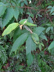 Alniphyllum pterospermum
