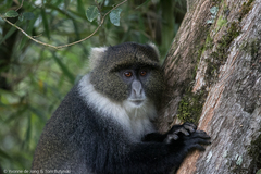 Cercopithecus mitis kolbi