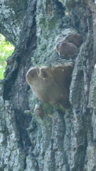Fomitiporia robusta
