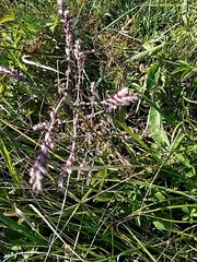 Odontites vernus