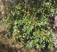Petalostigma triloculare