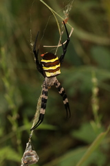 Argiope amoena