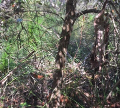 Petalostigma triloculare