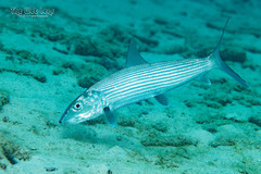 Bonefish photo 2