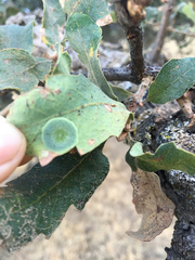 Andricus pattersonae