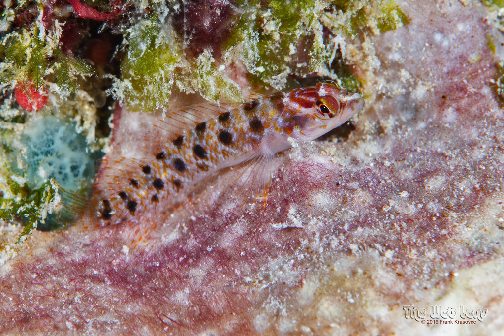 Chessboard Blenny
