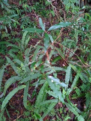 Machilus thunbergii