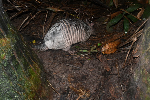 East Amazonian Long-nosed Armadillo