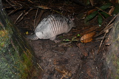 East Amazonian Long-Nosed Armadillo photo 2