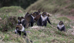 Cercopithecus mitis kolbi
