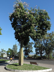 Ceiba speciosa