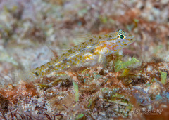 Bartail Goby photo 1