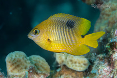 Threespot Damselfish photo 5