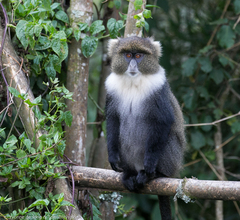 Cercopithecus mitis kolbi