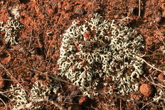 Xanthoparmelia reptans