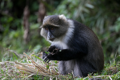 Cercopithecus mitis kolbi