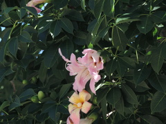 Ceiba speciosa