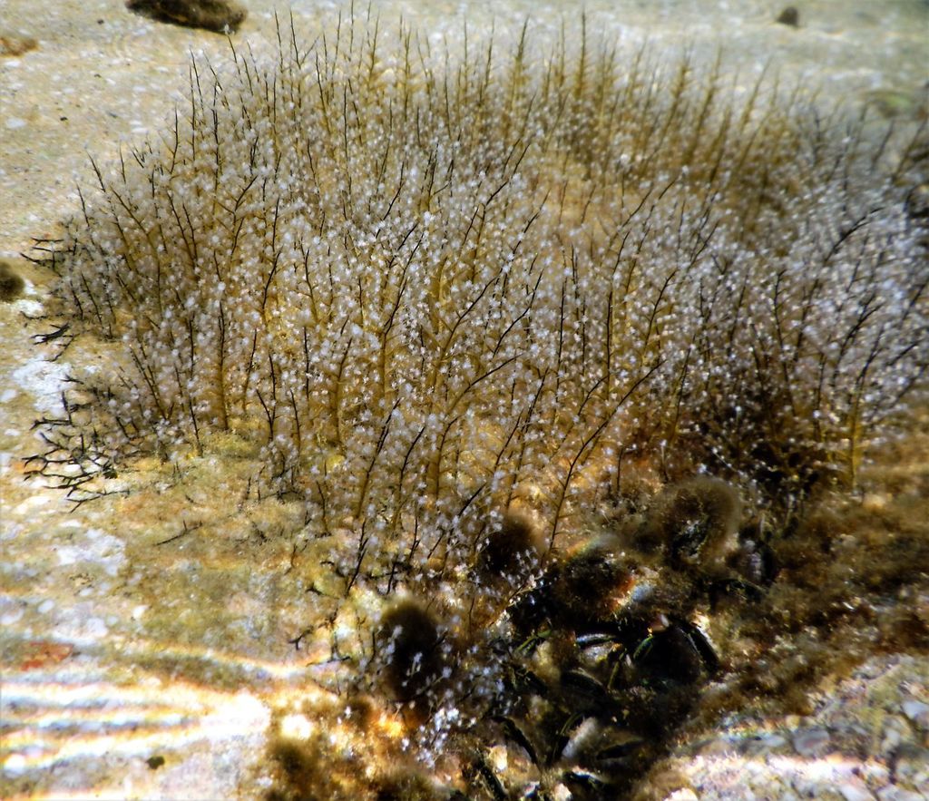 Aglaophenia octodonta