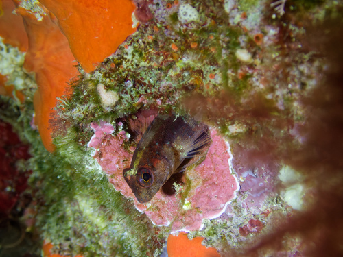 Photo of Long-striped blenny (Parablennius rouxi)