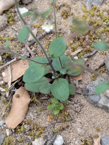 Chaenorhinum rubrifolium, photograph 3