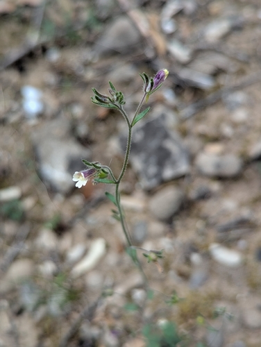 Chaenorhinum rubrifolium, photograph 2