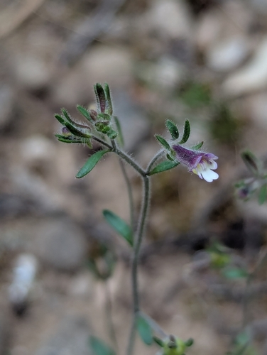 Chaenorhinum rubrifolium