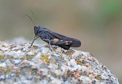 Rattle Grasshopper
