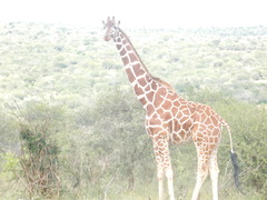 Giraffa camelopardalis reticulata