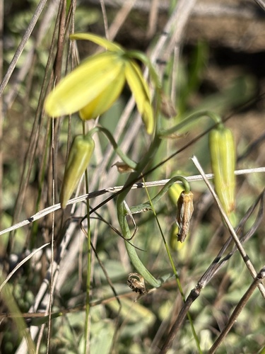Albuca kirstenii