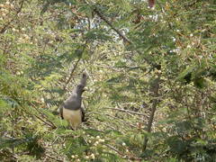 Corythaixoides leucogaster