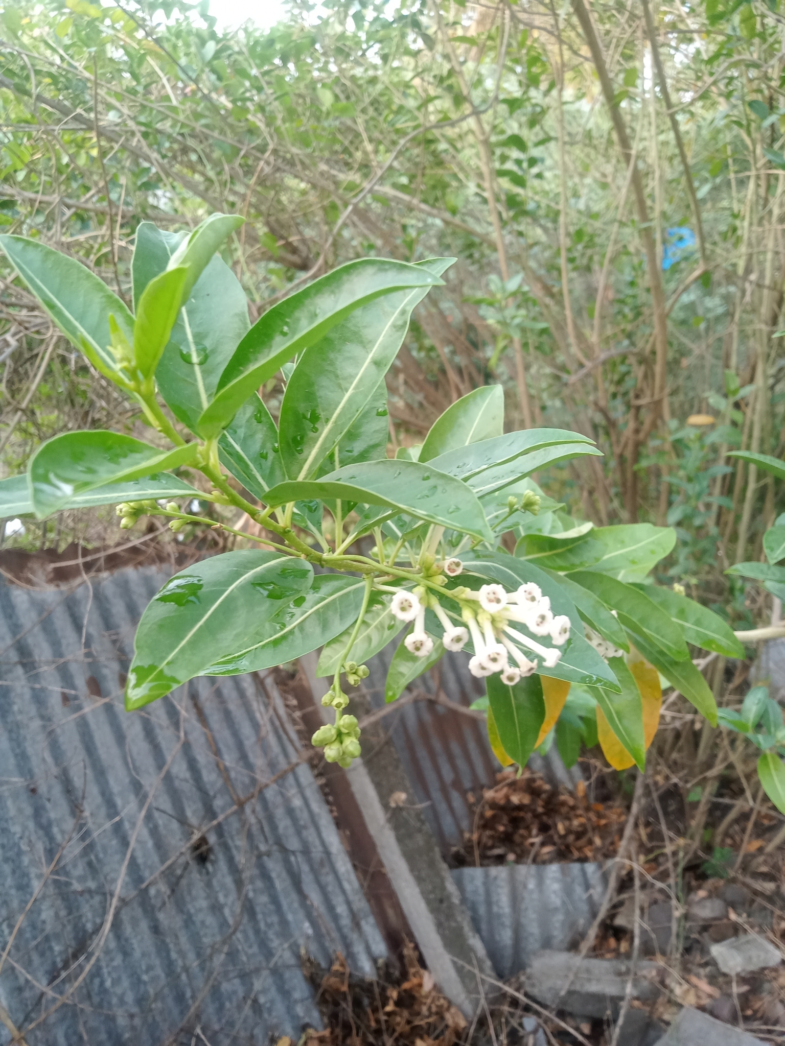 Imagem de Jasmim-verde