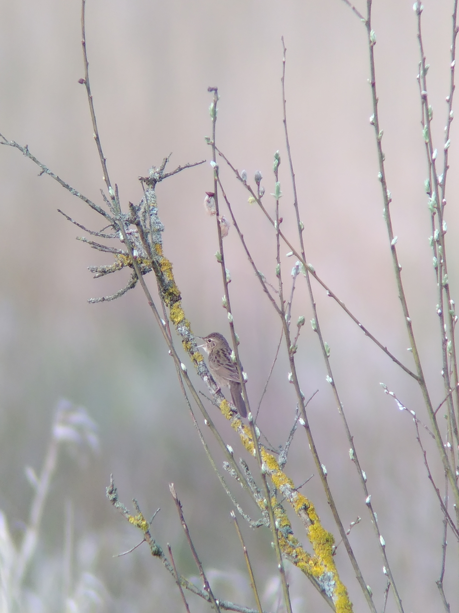 Common Grasshopper Warbler