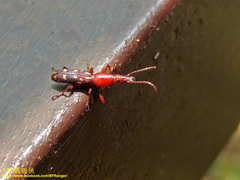 Baryrhynchus poweri