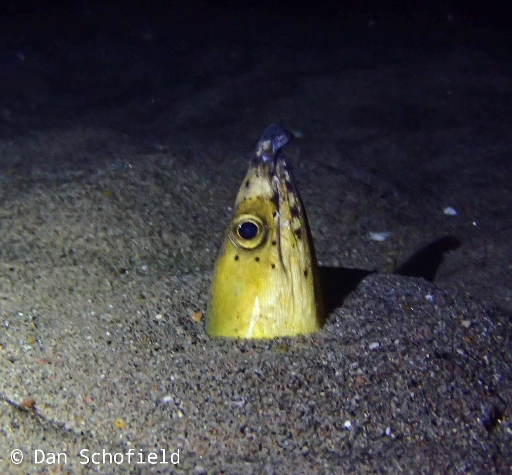 Blackfinned Snake Eel