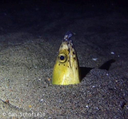 Blackfinned Snake Eel
